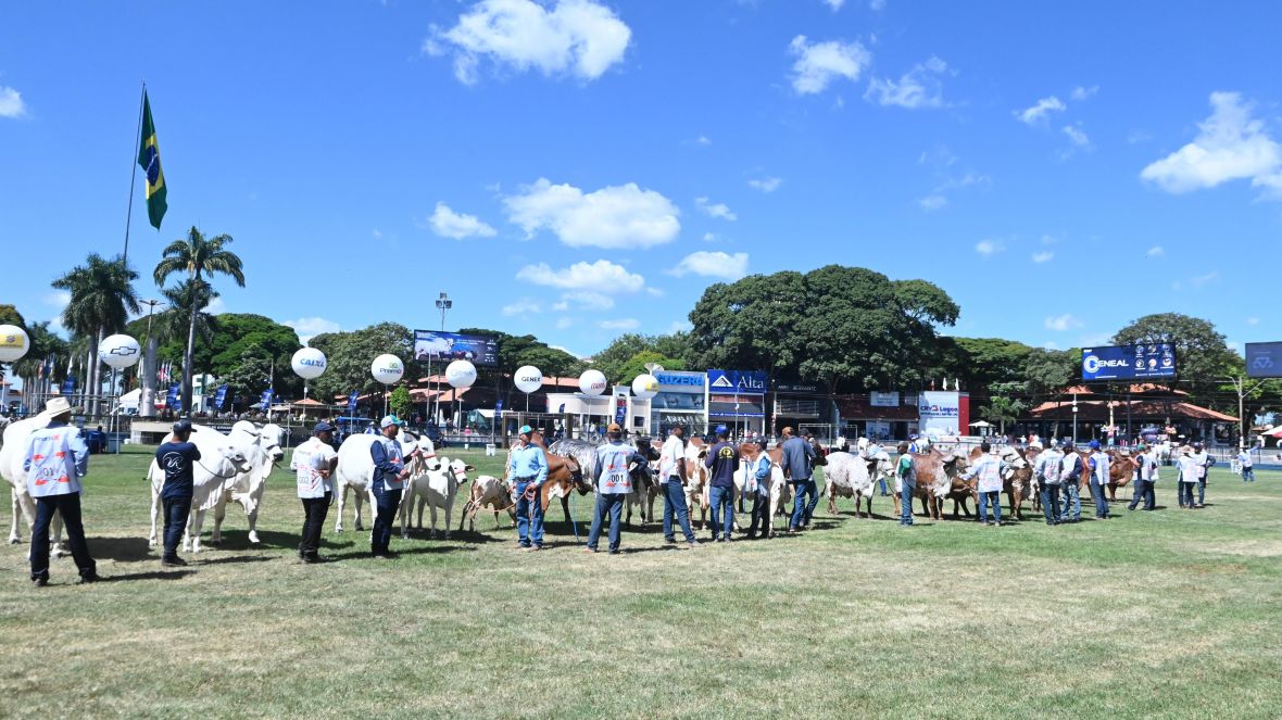 89ª ExpoZebu: confira os resultados dos campeonatos Matriz Modelo e Modelo Frigorífico