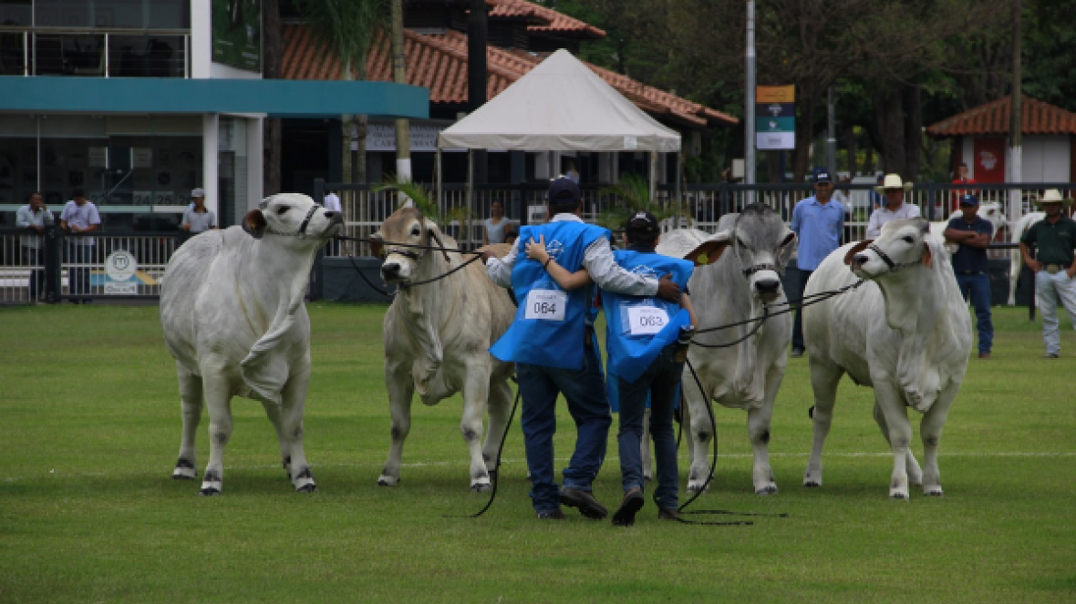 ExpoBrahman encerra programação com Grandes Campeonatos
