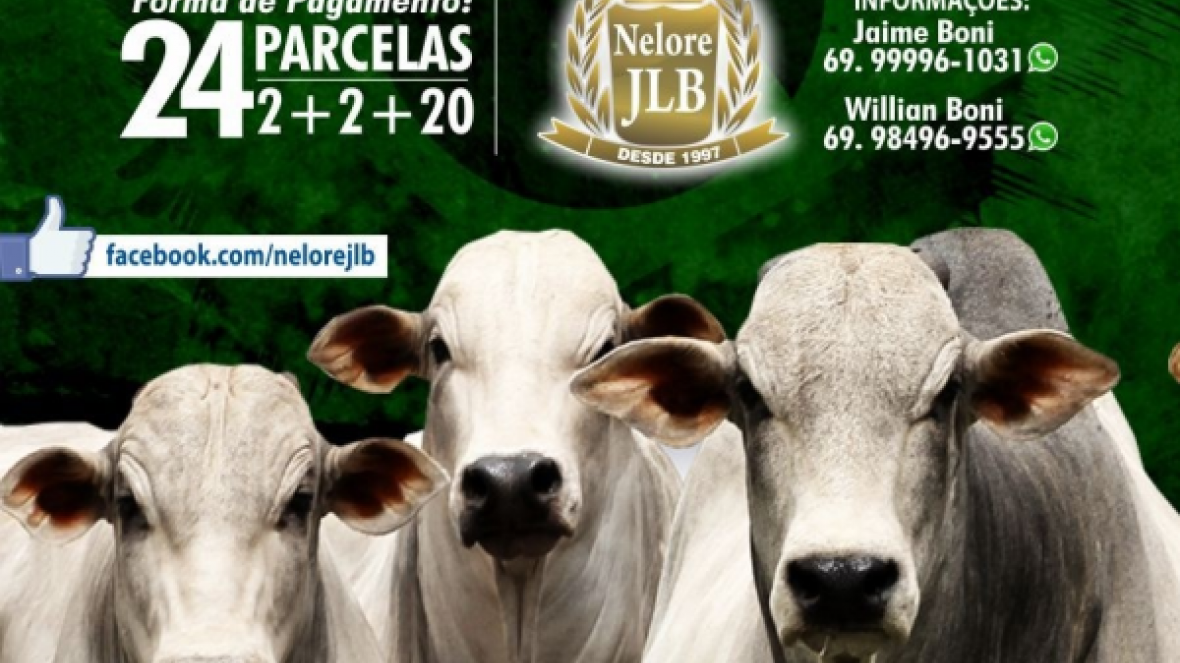 ?3º Leilão Reprodutores Nelore JLB e convidados? vai oferecer 45 touros no próximo sábado (16)