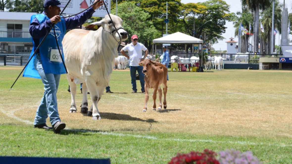 Inscrições abertas para ExpoBrahman 2018