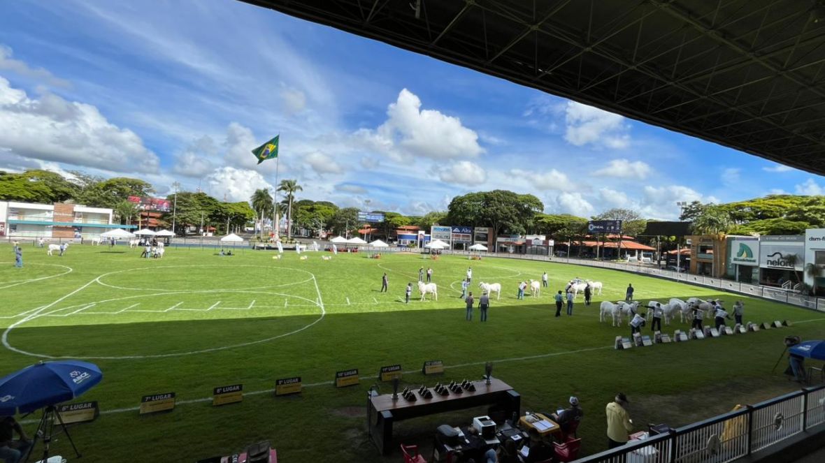 Expoinel Minas reúne cerca de mil exemplares e marca início do calendário da raça Nelore