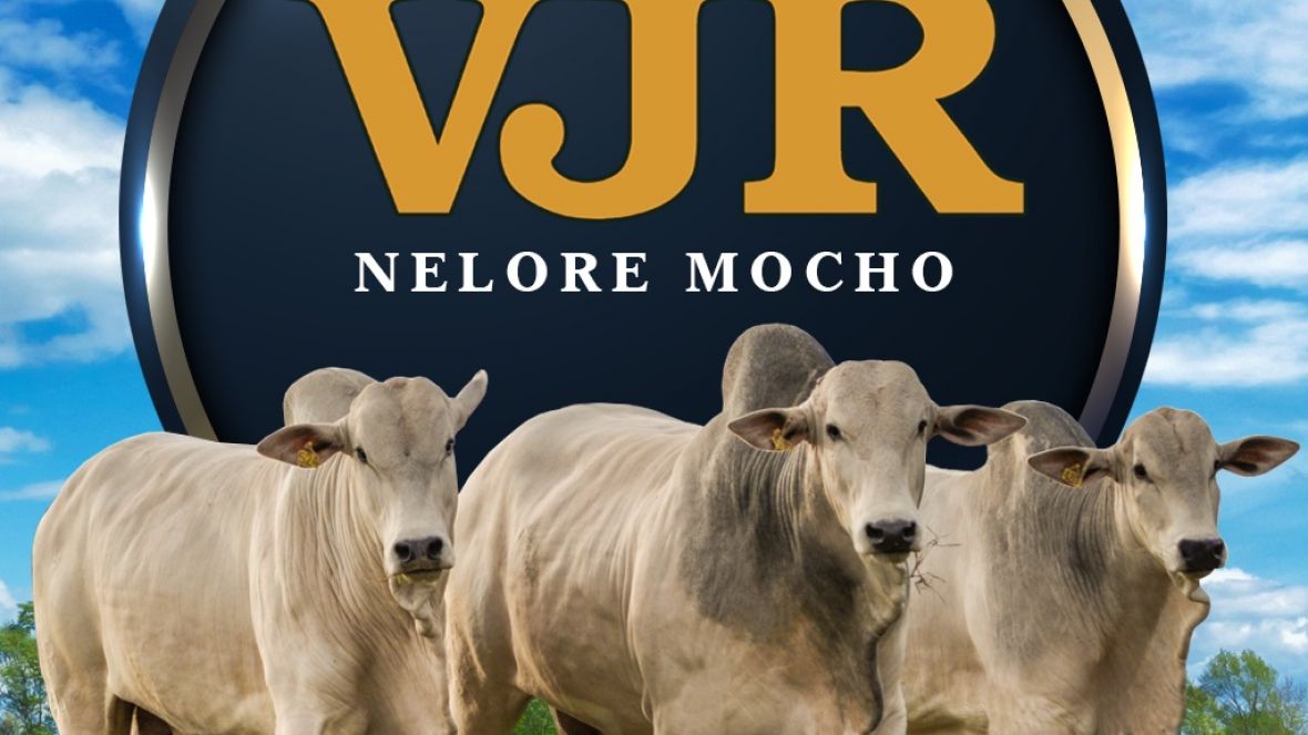 ‘2º Leilão Virtual VJR Nelore Mocho’ ofertará 22 animais no próximo sábado (28)