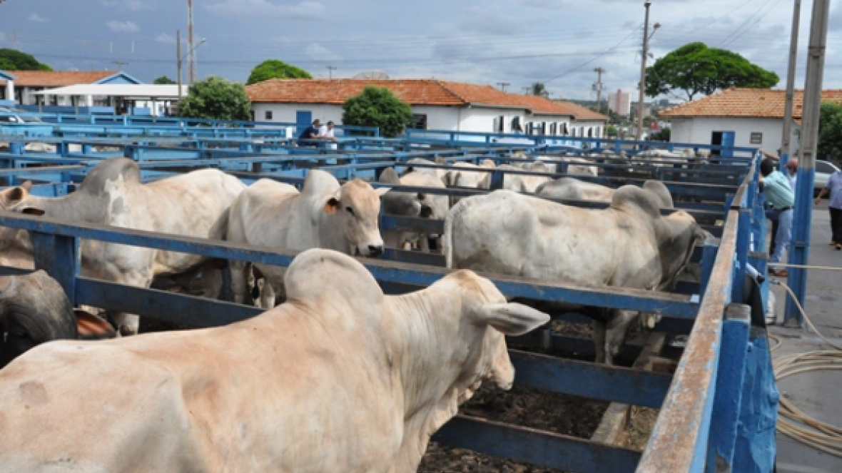 Pró-Genética vai fechar o ano com 44 feiras