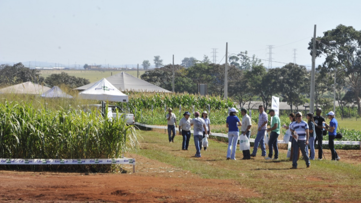 ExpoZebu 2018: ?Dias de Campo? vão movimentar Fazenda Experimental da ABCZ