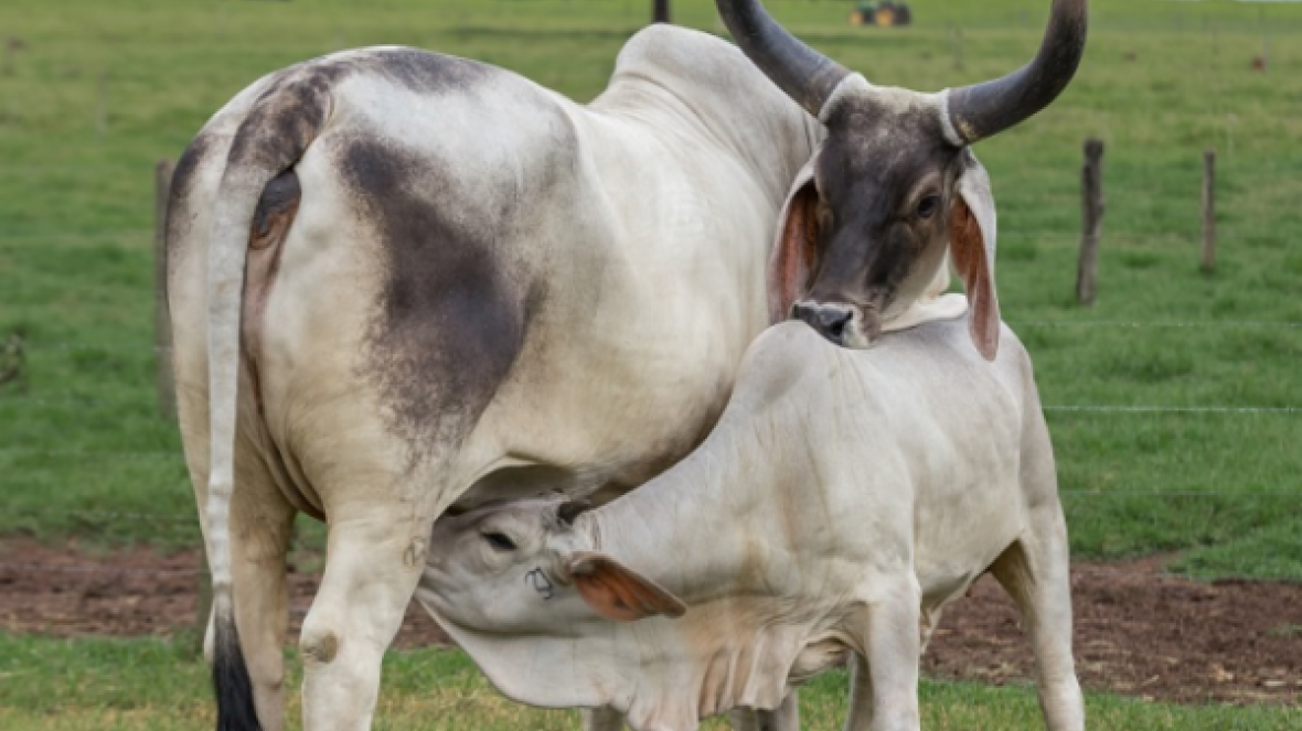 Concurso Fotográfico da ABCZ tem nova foto vencedora