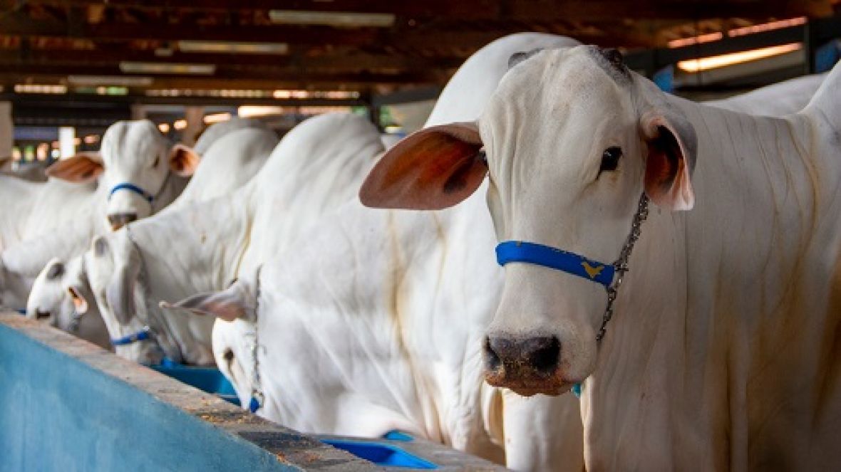 Expoinel Minas abre o calendário anual de feiras no Parque Fernando Costa 