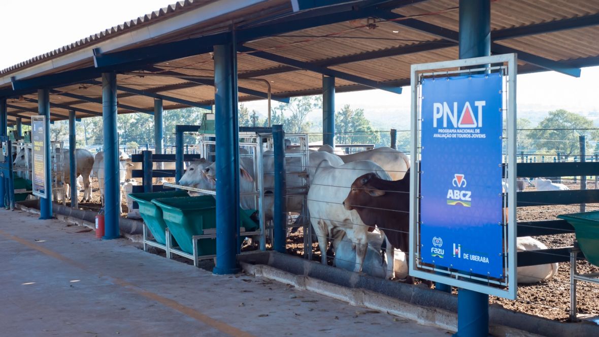 PNAT 2023: ABCZ divulga lista de touros classificados no TDEA