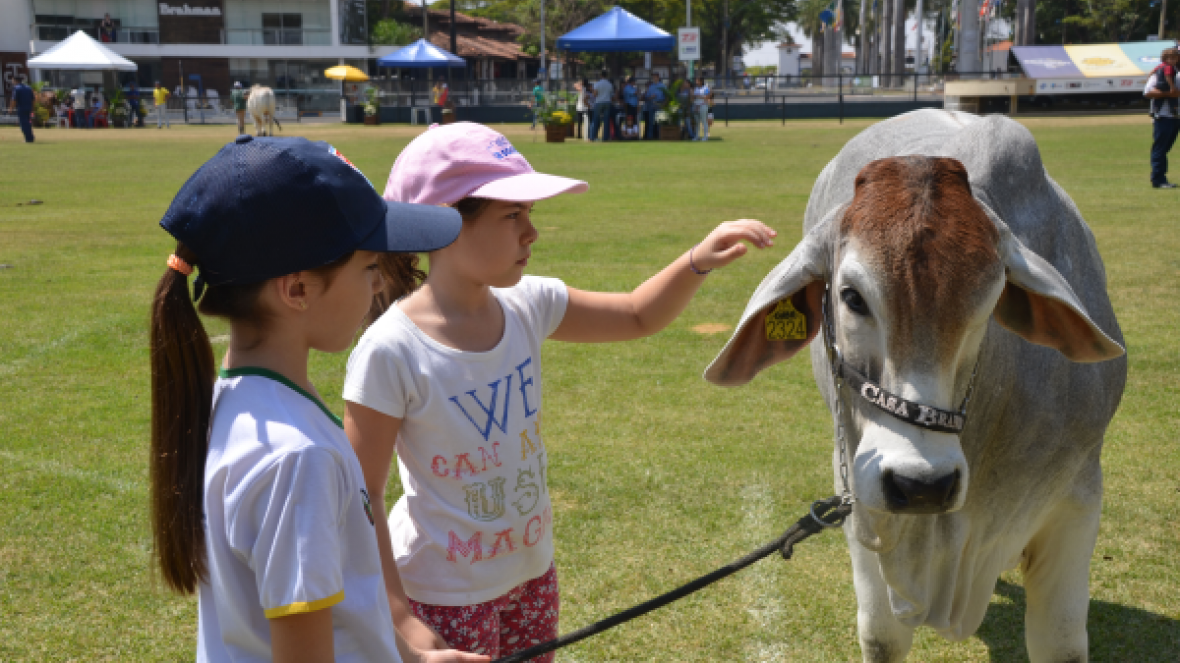 Crescendo com o Brahman é uma das atrações da ExpoZebu 2017