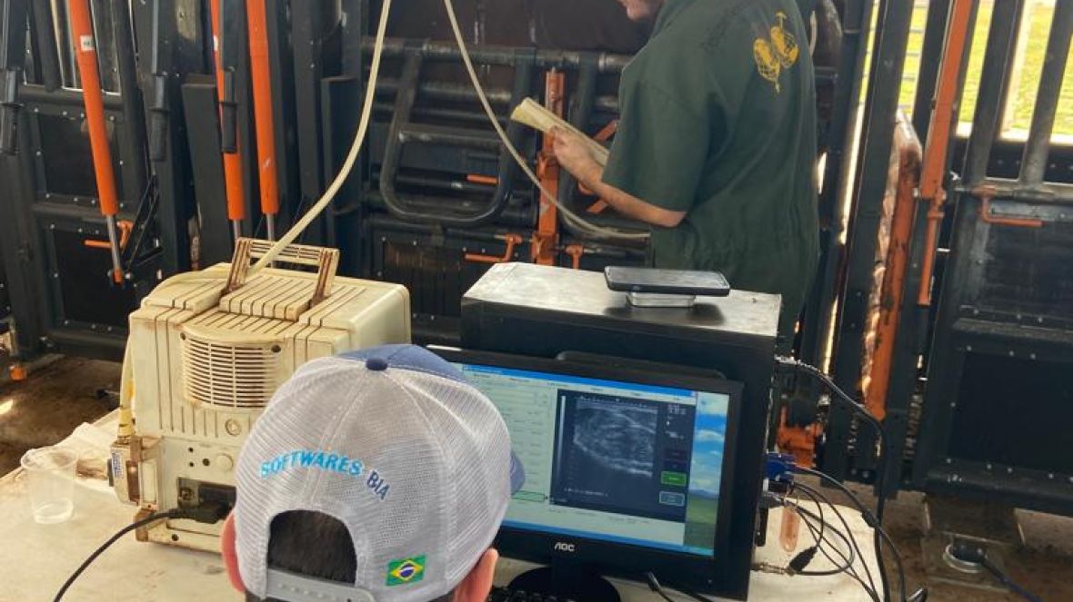 Programa Zebu Carne de Qualidade encerra Prova de Eficiência Alimentar com Ultrassonografia de carcaça na Fazenda OT