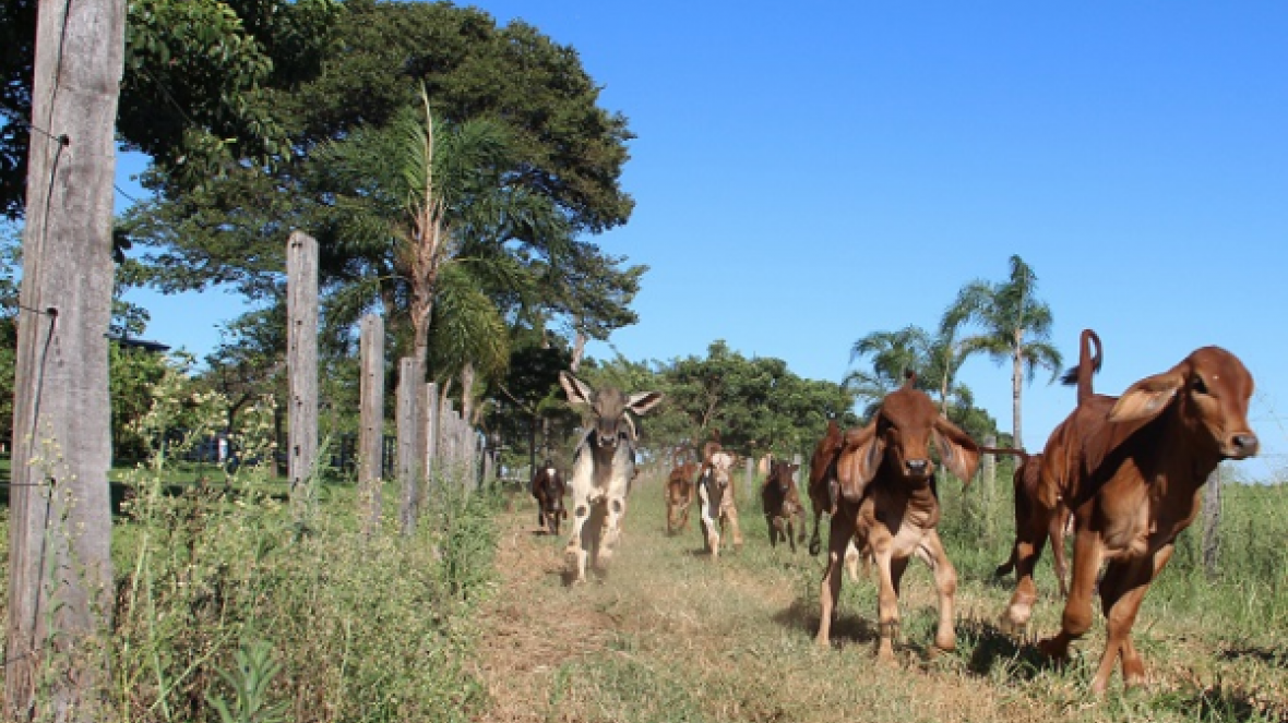 Corra para o Concurso Leiteiro Natural e garanta o desconto na inscrição