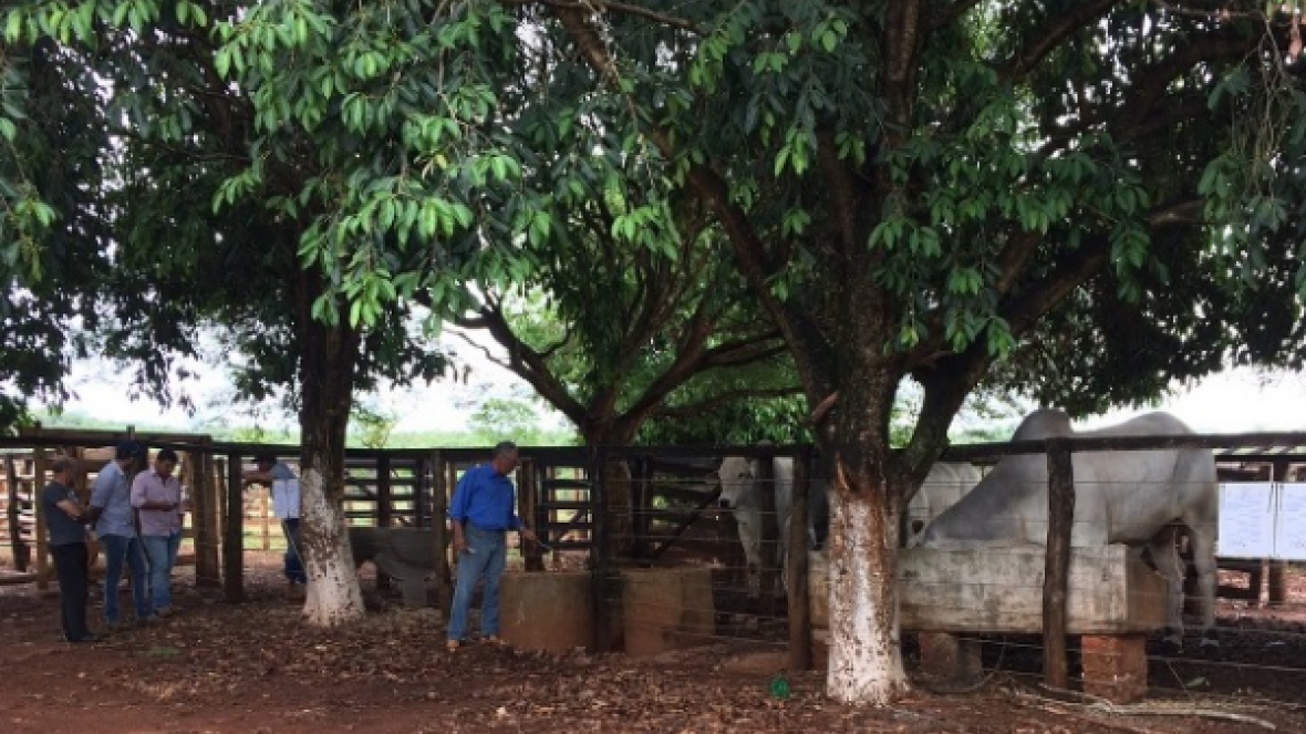 Pró-Genética segue marcando território 
