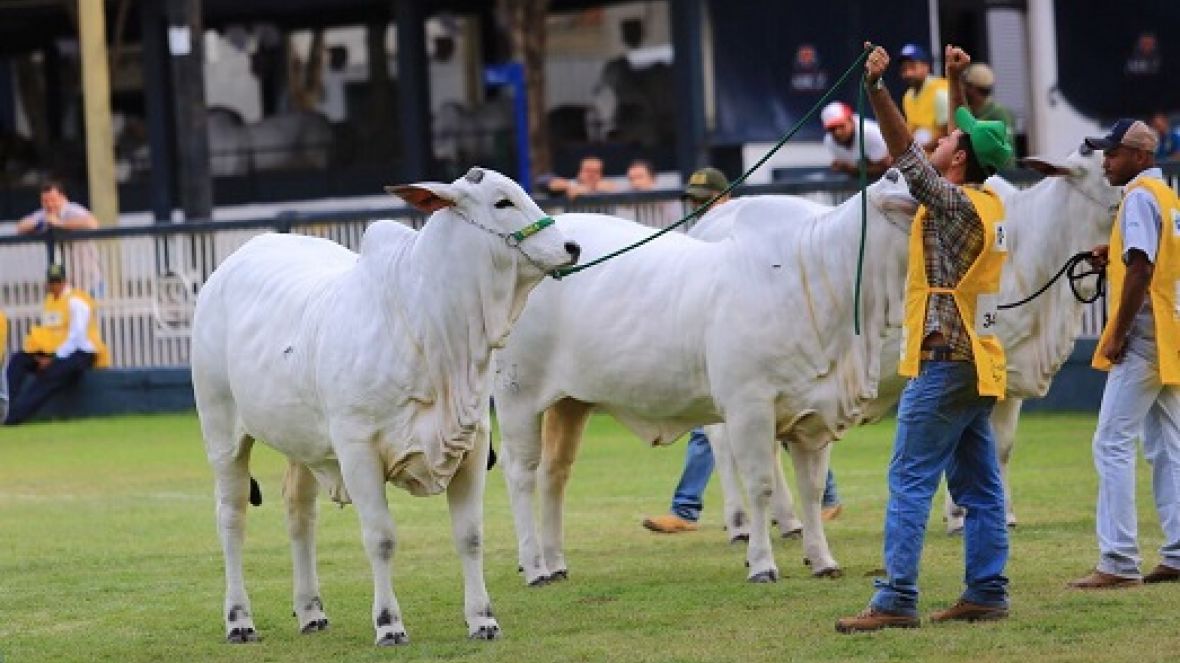 Pista de julgamentos da Expoinel 2017 premia campeãs Novilha Maior e Menor