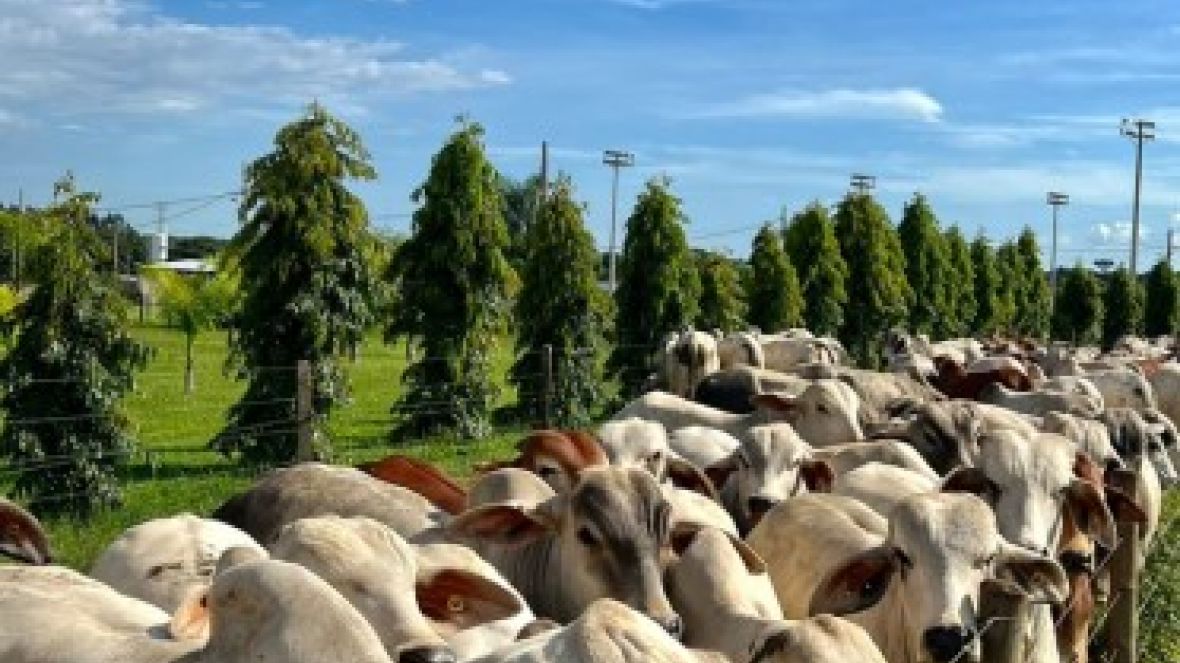 Pesagem intermediária da prova de ganho de peso a pasto do ‘Zebu: Carne de Qualidade’ comprova a eficiência das raças zebuínas para a produção de carne