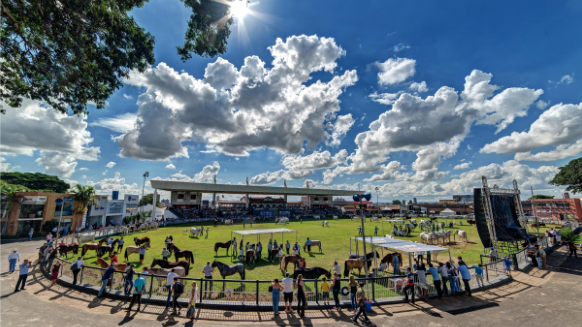 ExpoZebu: Raça Crioula define vencedores