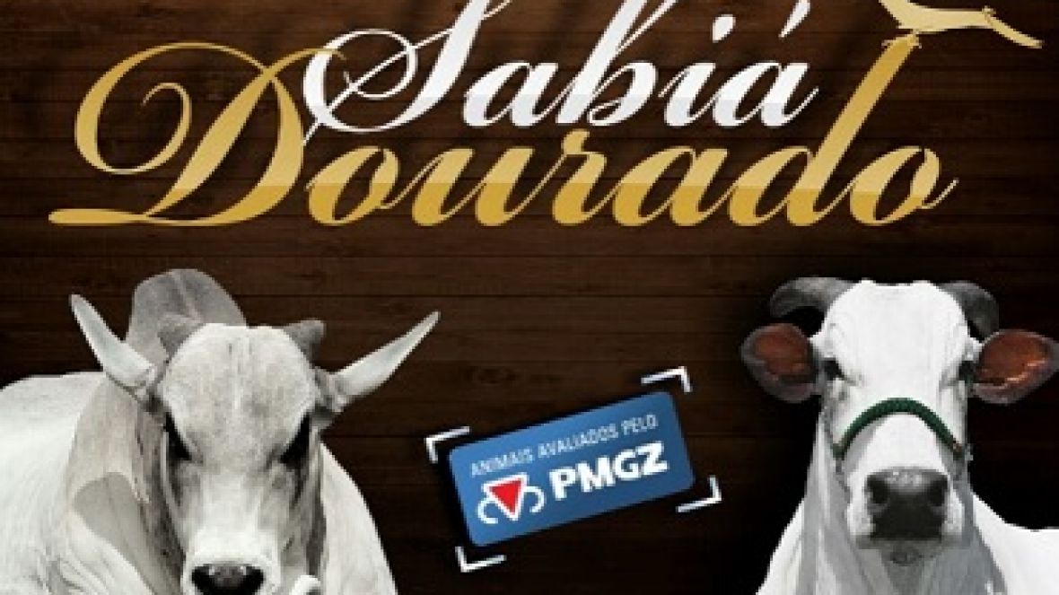 3º Leilão Top Sabiá Dourado ofertará touros e matrizes avaliados