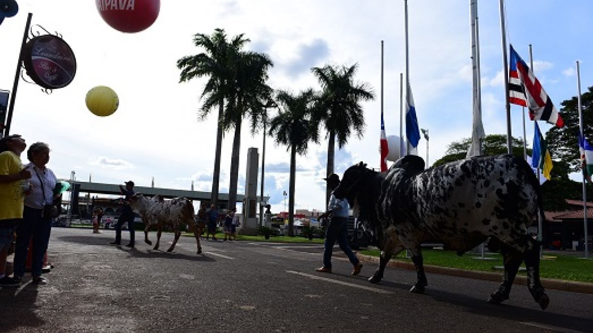 ExpoZebu 2019: Grandes Campeões serão definidos neste sábado (04)