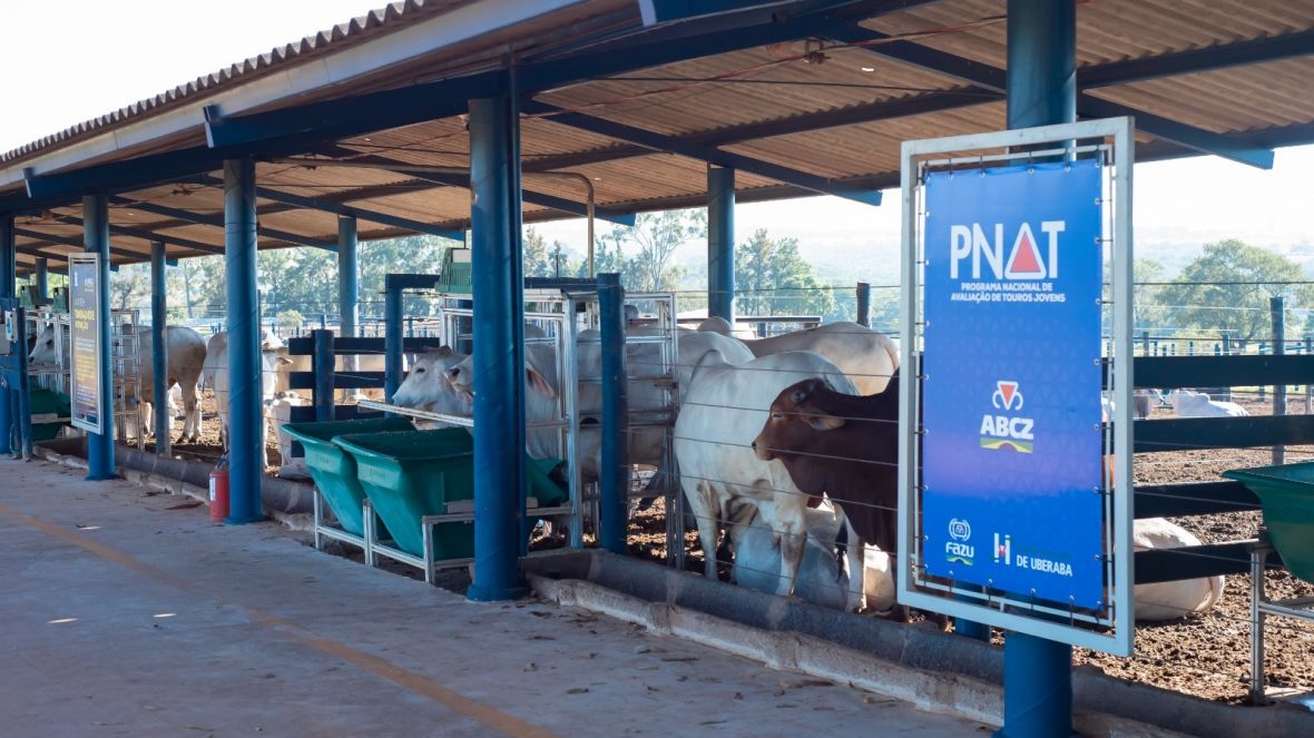 PNAT 2025: ABCZ divulga lista de touros pré-selecionados para a nova edição do programa