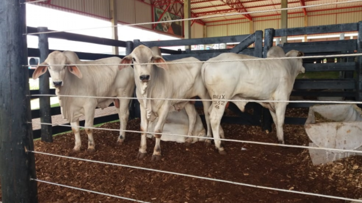 Pró-Genética comercializa 29 touros durante Show Rural Coopavel