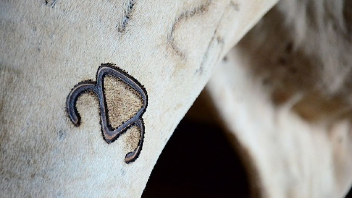 Serviço de Registro passa na íntegra por auditoria do MAPA