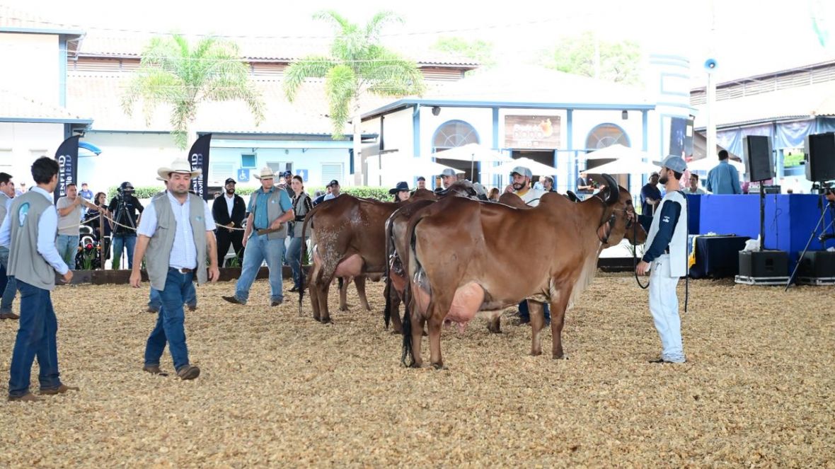 Conheça os Grandes Campeões da 3ª ExpoLeite e 25ª Expogil