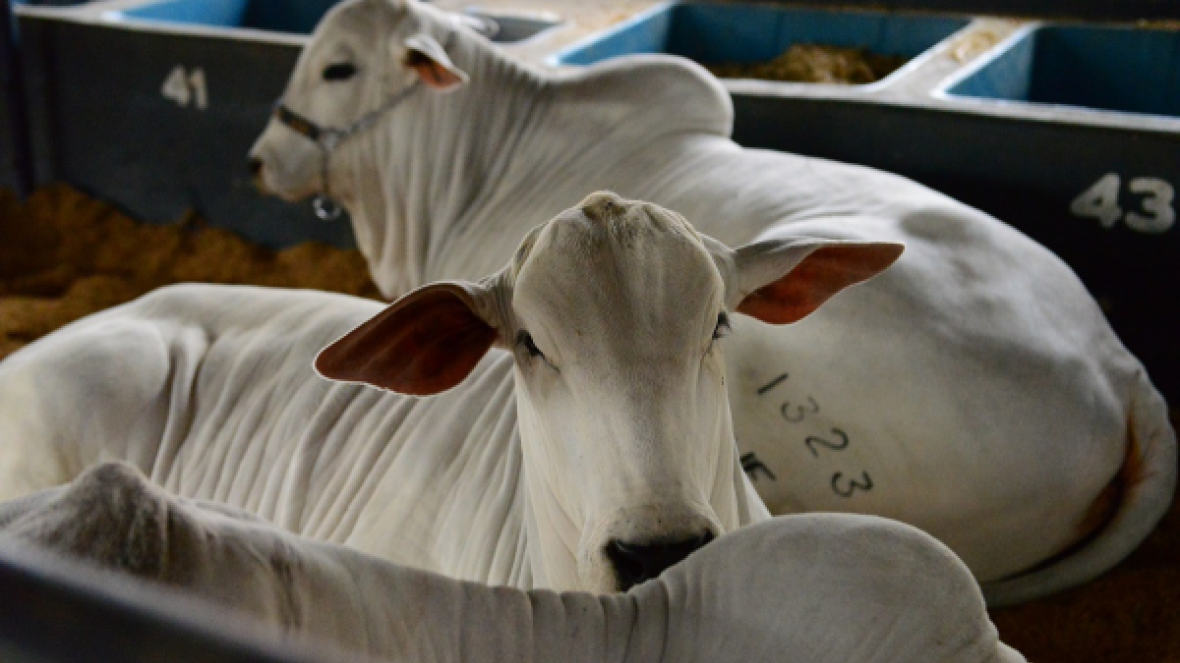 ExpoGenética 2019: Confira a programação desta sexta-feira (23)