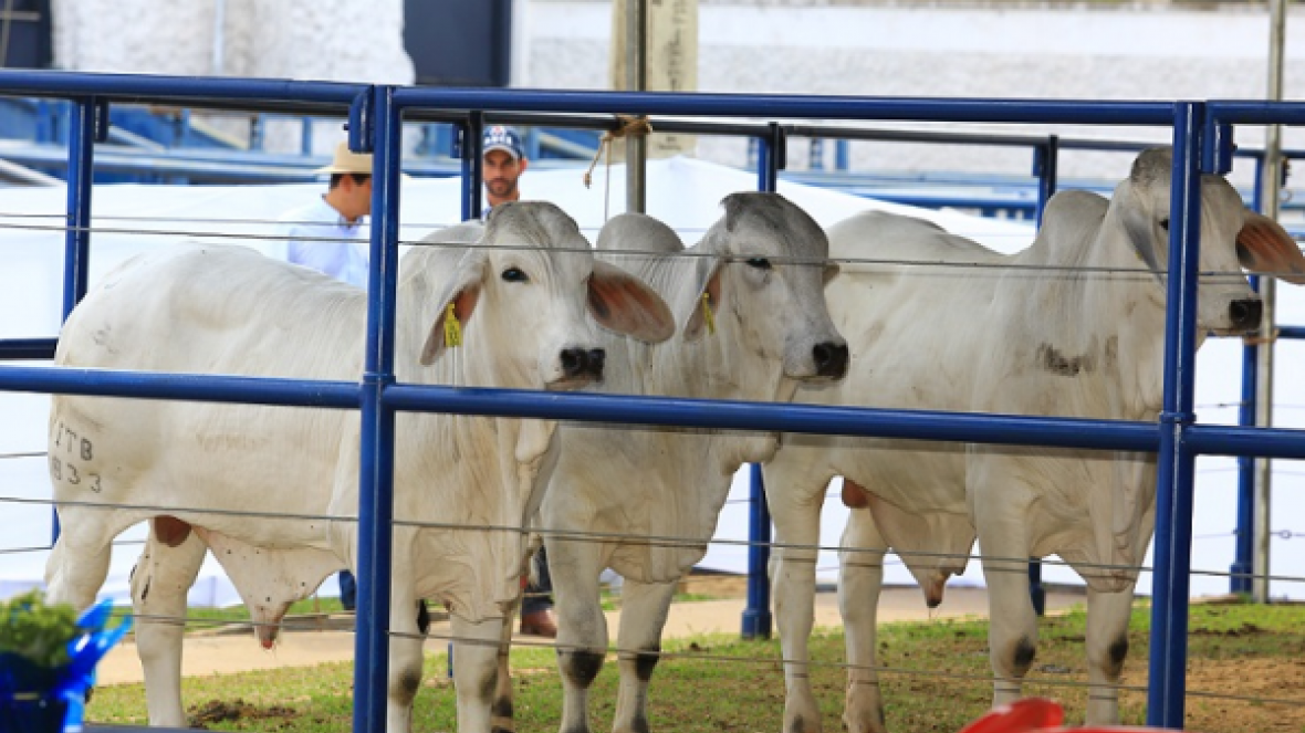 Brahman a Campo 2015 chama atenção de criadores 