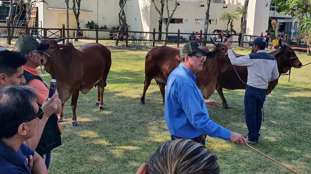 Expocruz 2022: Técnico da ABCZ realiza palestra sobre raça Sindi