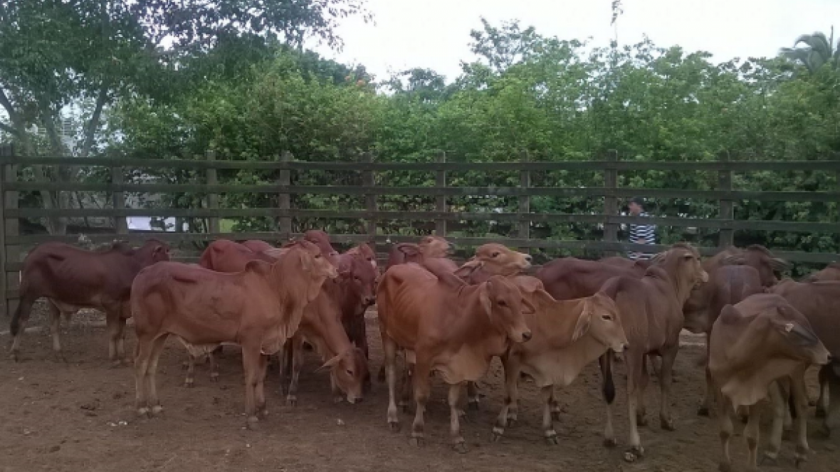 Sindi é estrela em 1º PGP a pasto do RN