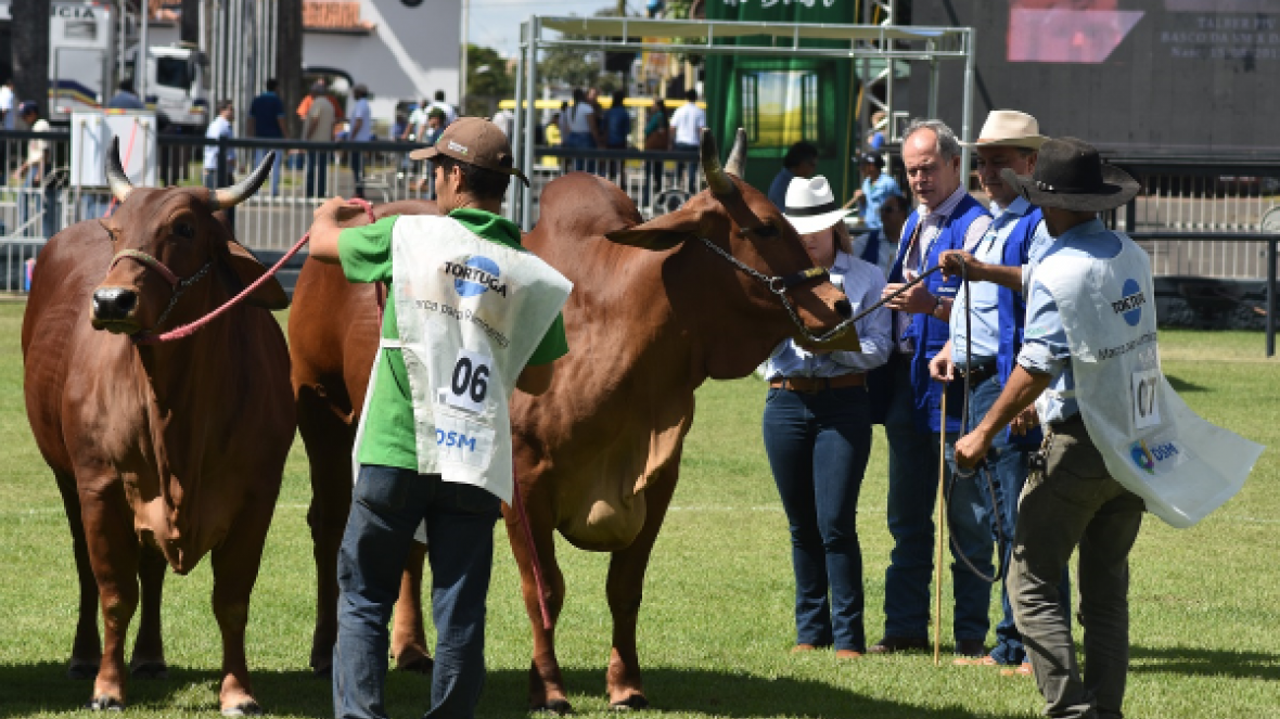 Inscrições para campeonatos Matriz Modelo e Modelo Frigorífico já estão abertas
