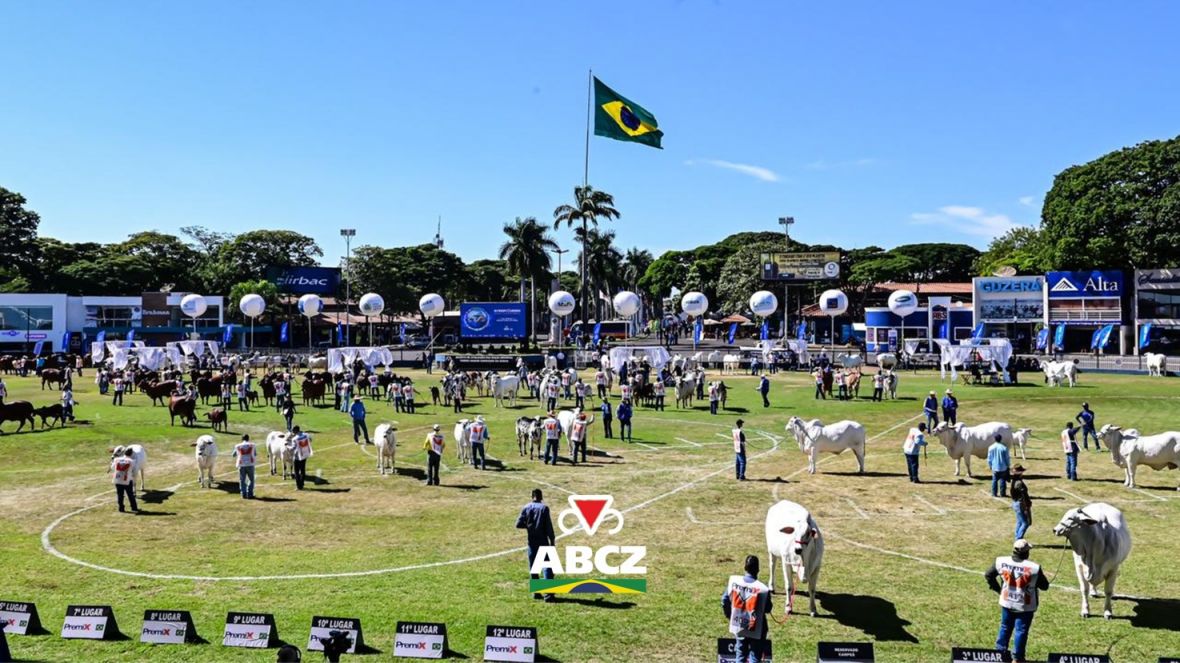 91ª ExpoZebu: Grandes Campeonatos das raças zebuínas acontecem no sábado, a partir das 8h da manhã