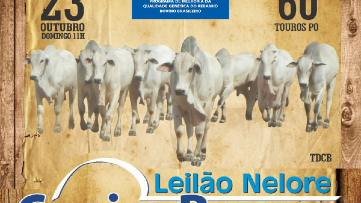 Leilão Nelore Capim Branco oferta touros avaliados pelo PMGZ
