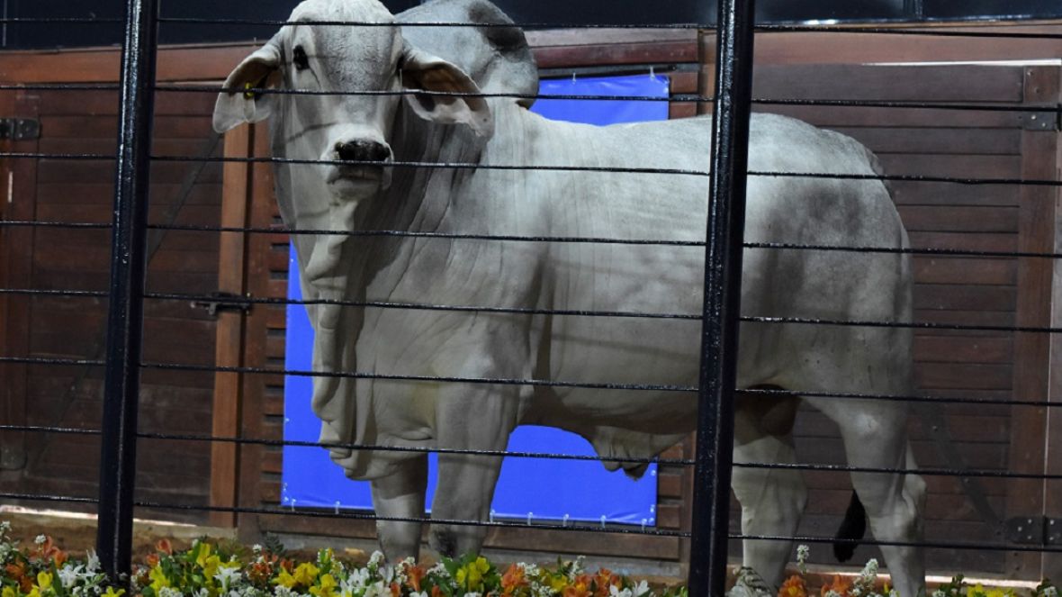 ‘Leilão PNAT 2022’ aumenta a oferta de animais provados durante a ExpoGenética