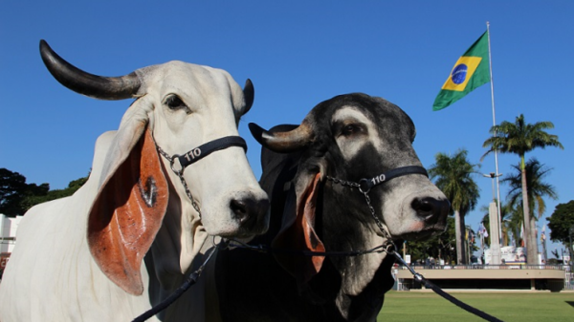 Indubrasil faz sua Nacional em mostra do Ceará