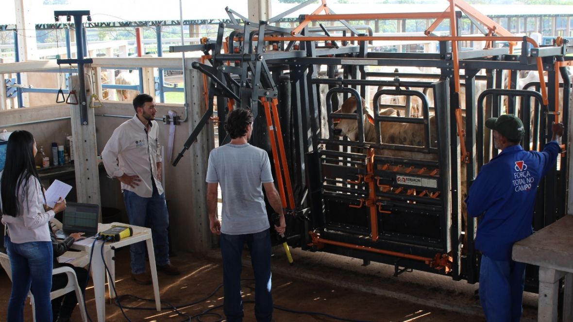 Animais participantes da terceira edição do programa ‘Zebu: Carne de Qualidade’ passam por pesagem intermediária