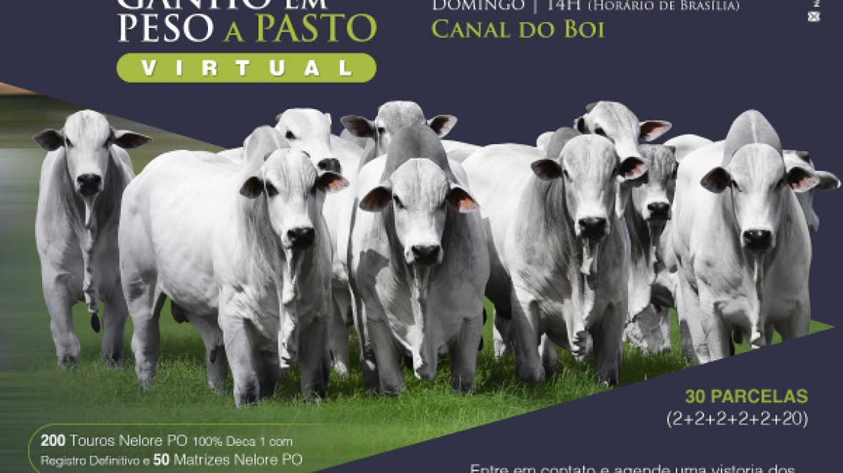 ?15º Leilão Prova de Ganho em peso a pasto? vai ofertar mais de 250 animais 