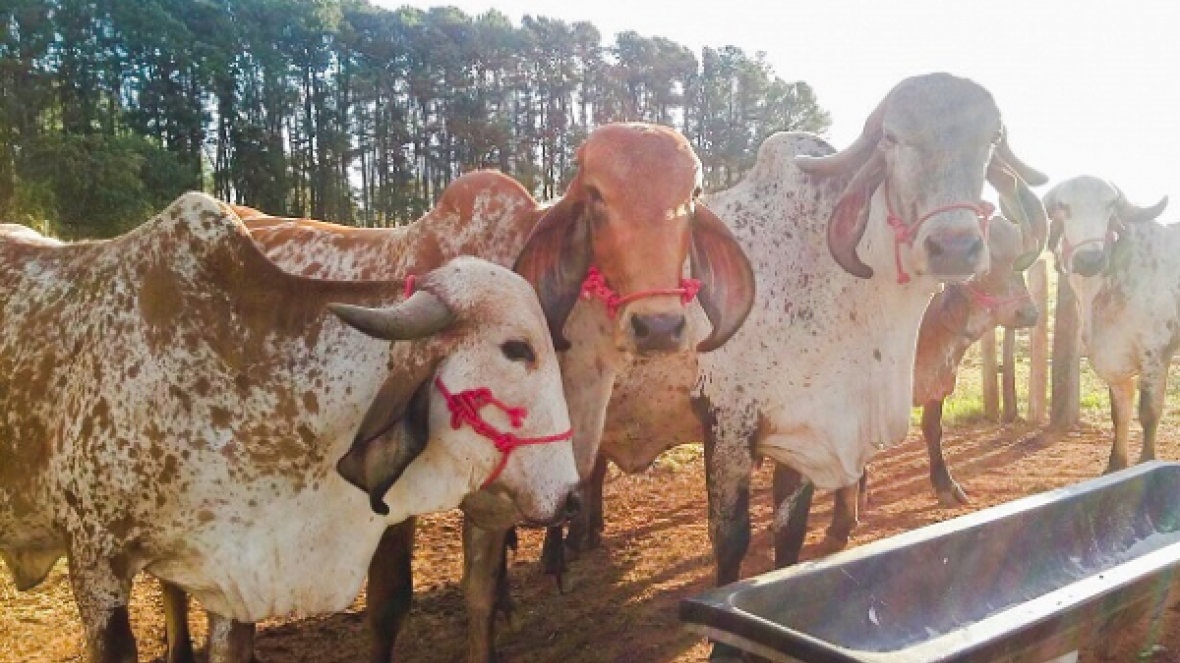 Estande do PMGZ Leite terá degustação de derivados na ExpoGenética