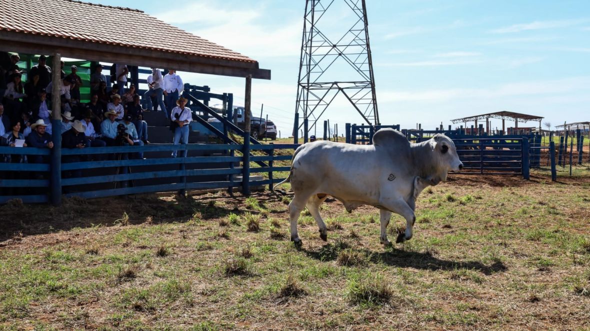 É do Mato Grosso do Sul o touro destaque nacional de qualidade de carcaça