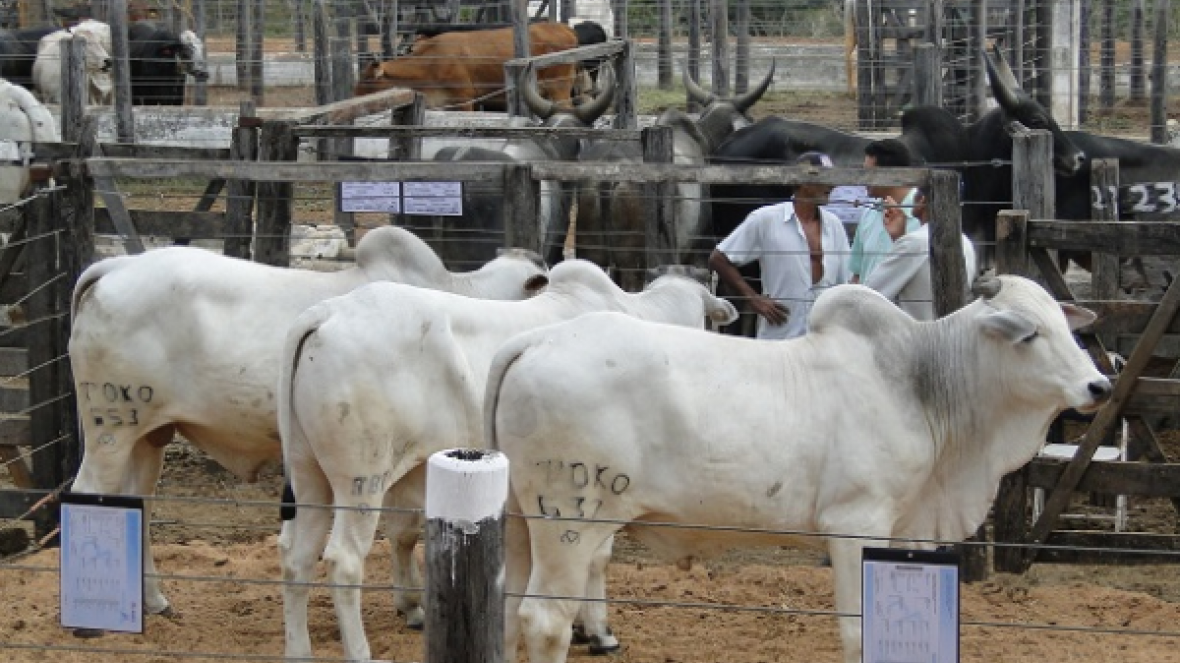 Número de touros comercializados pelo Pró-Genética cresceu 30% em 2016