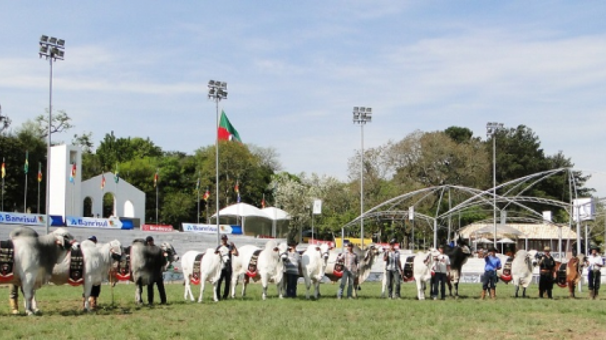 Expointer, últimos dias para inscrição de animais zebuínos