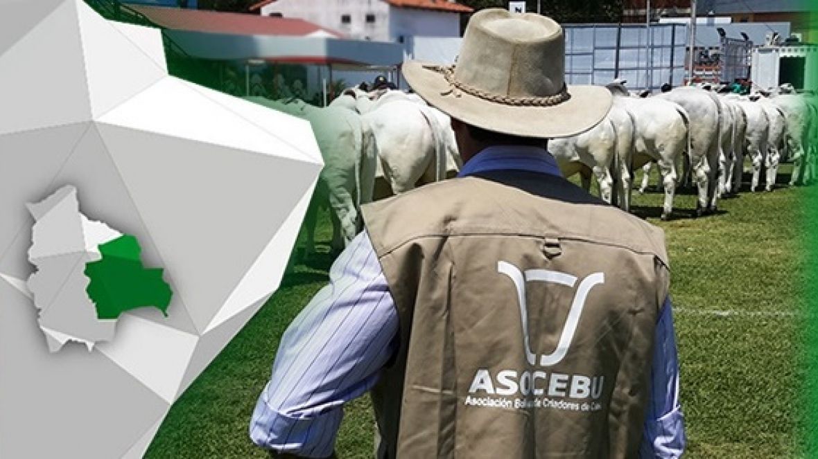 Pecuária brasileira é referência na Bolívia e vai brilhar na Expocruz 