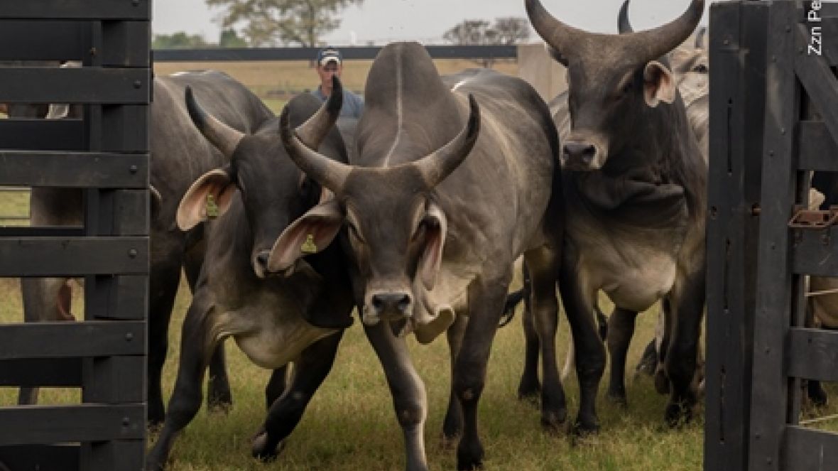 Pró-Genética estreia em Goiás e segue forte em Minas