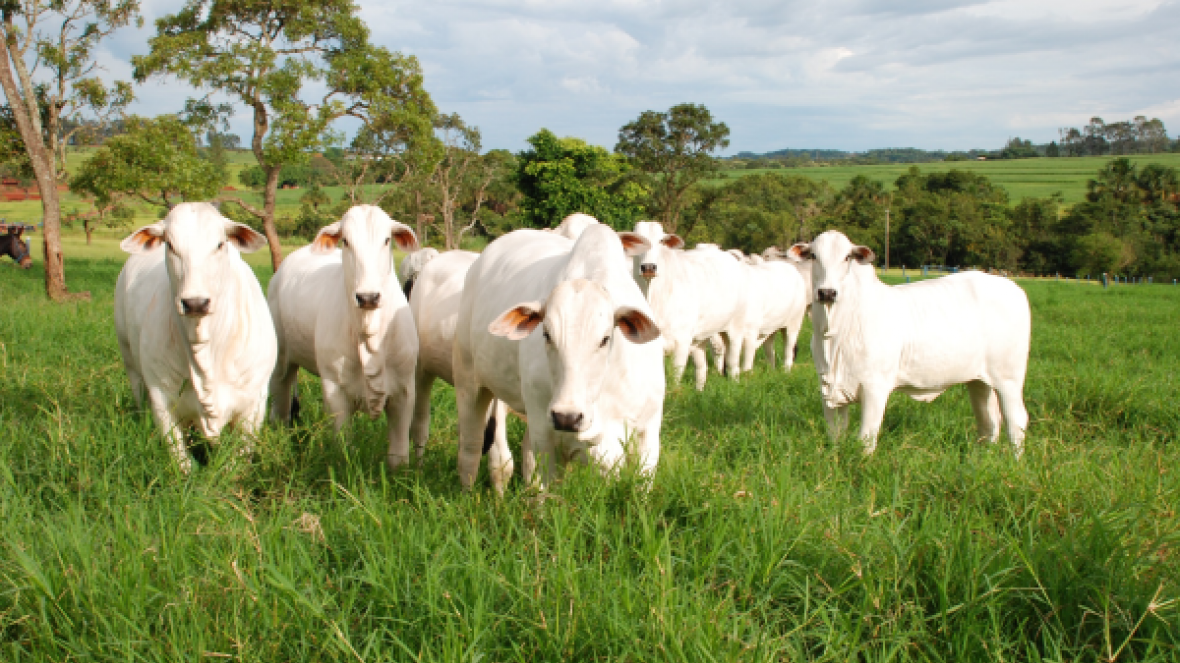 ABCZ lança projeto Carne de Zebu