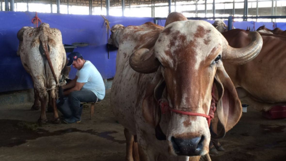 ExpoGenética 2016: 5º Concurso Leiteiro Natural encerra ordenhas