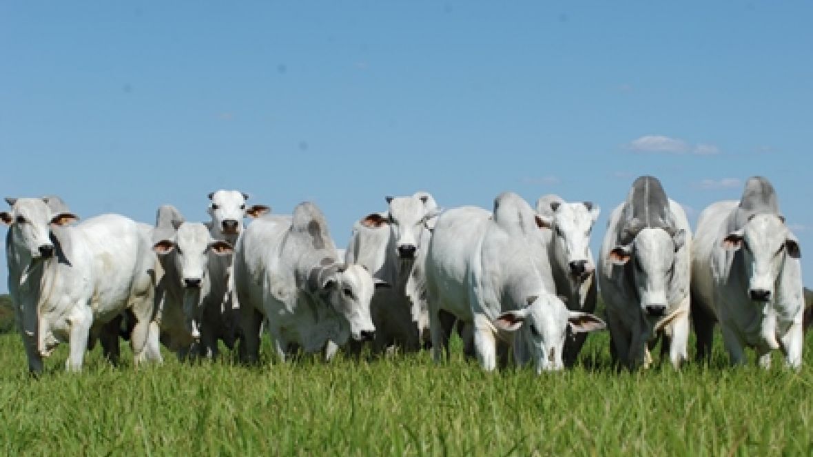 Setembro com oferta pesada de touros PMGZ