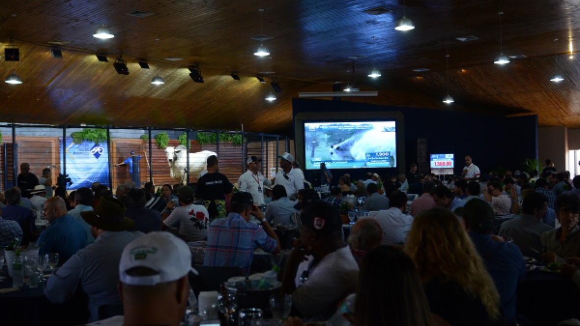 Leilões da ExpoZebu 2019 já ultrapassam R$45 milhões; temporada termina neste sábado (4)