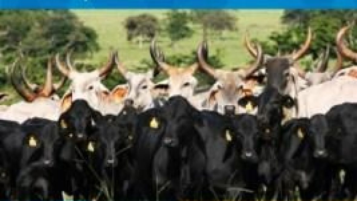 ACGB: Guzolando oficializado no nome da entidade