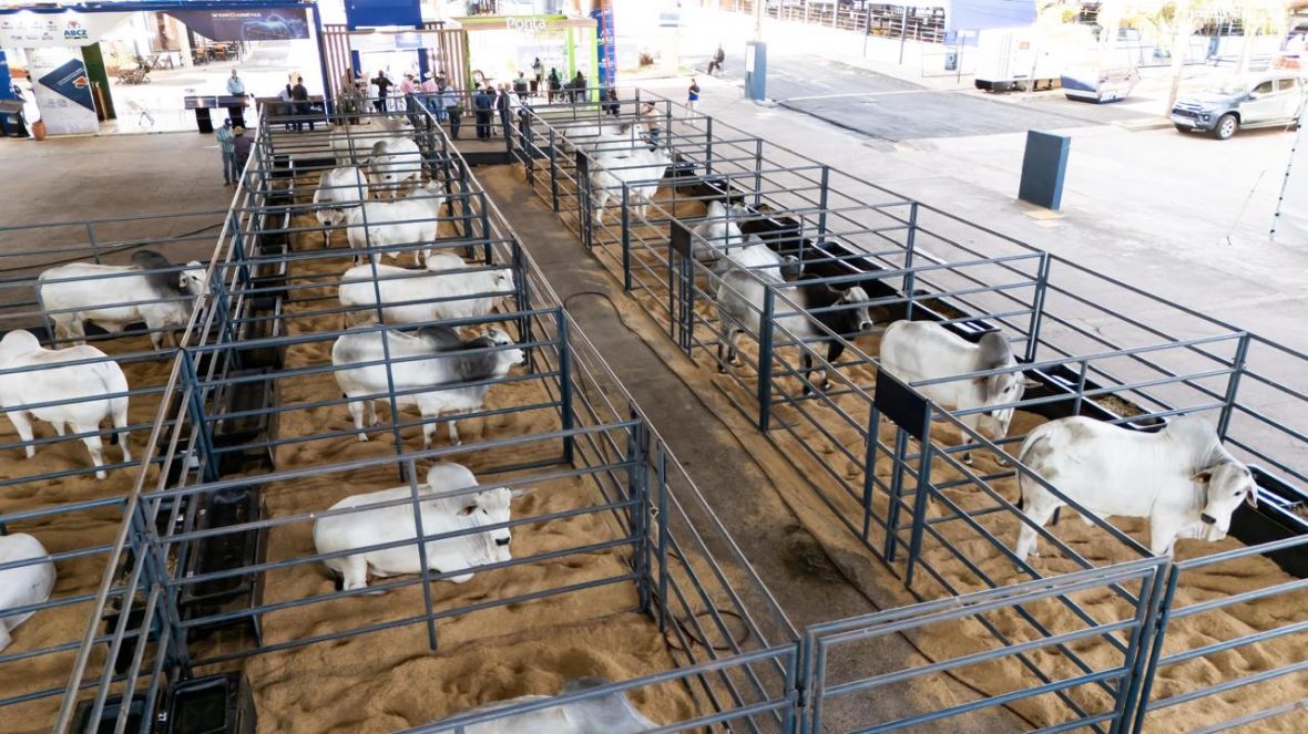 PNAT 2026: ABCZ disponibiliza lista de animais candidatos