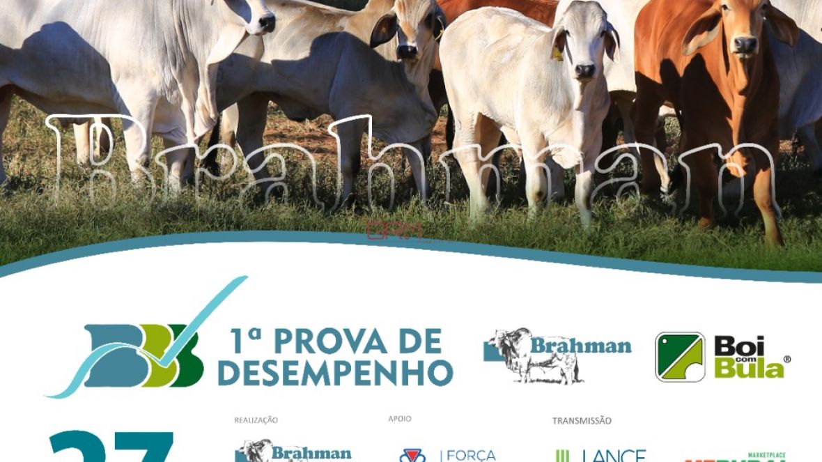 ABCZ TV retransmitirá resultado de prova de eficiência do Brahman neste sábado (27)