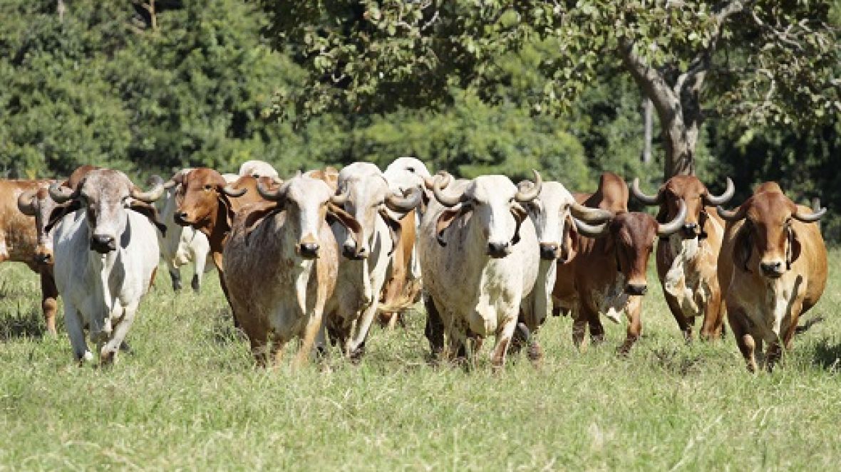 1ª Expo Gir Leiteiro reúne 200 animais de elite em Goiânia