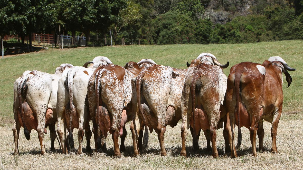 ExpoLeite: Últimos dias para inscrição de animais